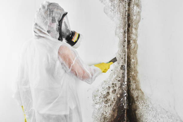 Best Toxic Mold Removal  in Ogden, UT