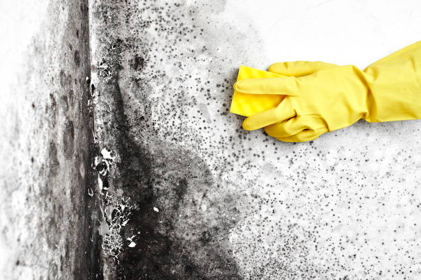Best Crawl Space Mold Removal  in Ogden, UT