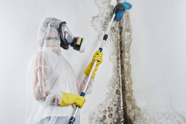 Best Toxic Mold Removal  in Ogden, UT