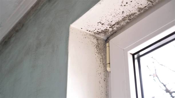 Best Black Mold Removal  in Ogden, UT