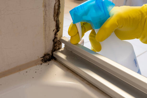 Best Attic Mold Removal  in Ogden, UT