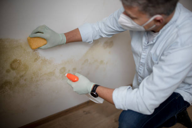 Trusted Ogden, UT Mold Removal Experts