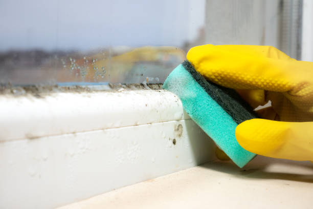Best Crawl Space Mold Removal  in Ogden, UT