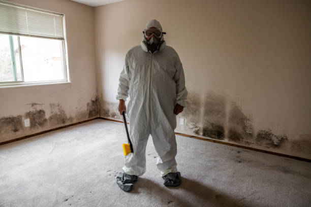Mold Testing and Removal in Ogden, UT