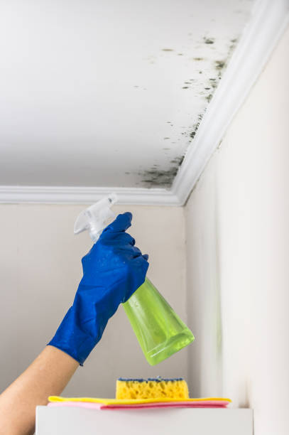 Home Mold Removal in Ogden, UT