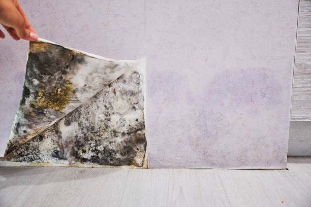 Best Same-Day Mold Removal  in Ogden, UT